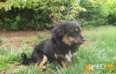 Gasit metis pechinez negru-maro mascul1