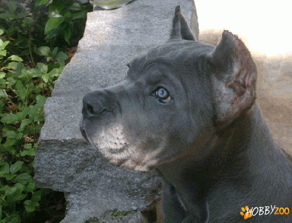 vand femela de cane corso gri plumb