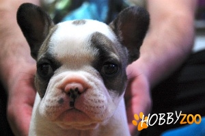 Vand bulldog francez