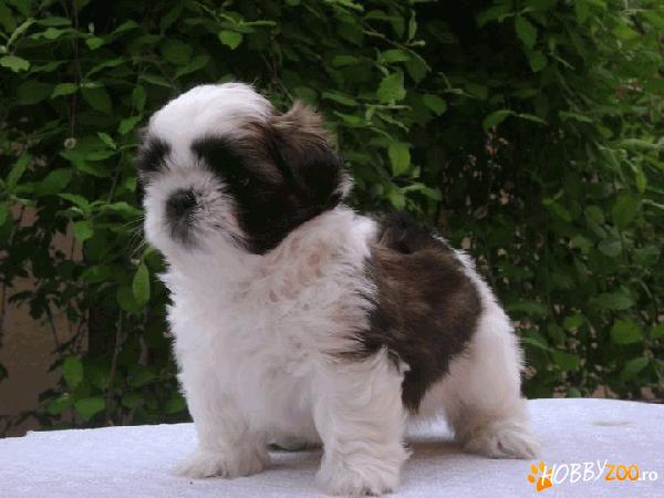 Vand cei mai frumosi shih tzu