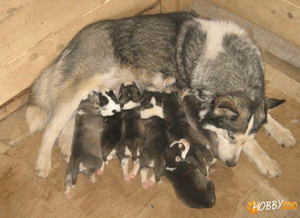 vind pui husky cu ochi albastrii