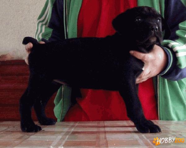 Cane Corso inport