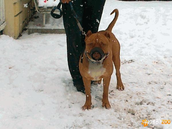 vand pitbull de 3 ani