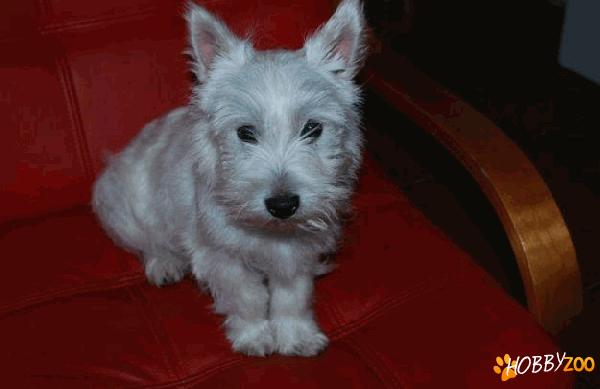 fetita Westy Hyghland White Terrier