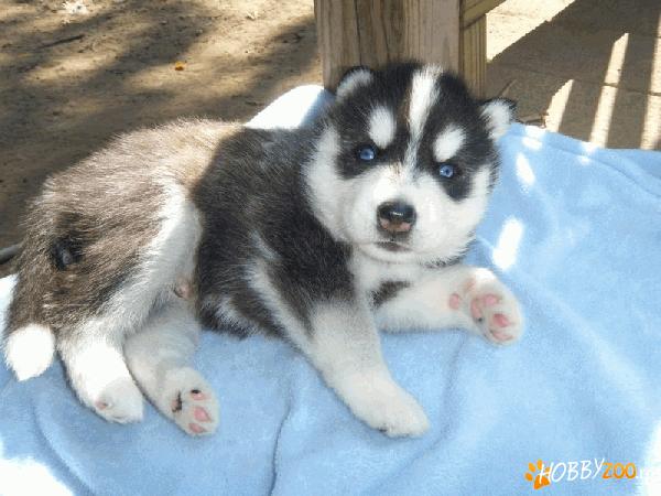 Husky siberian ochi albastri      