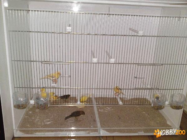 Canari ,boxe ,voliere la comanda