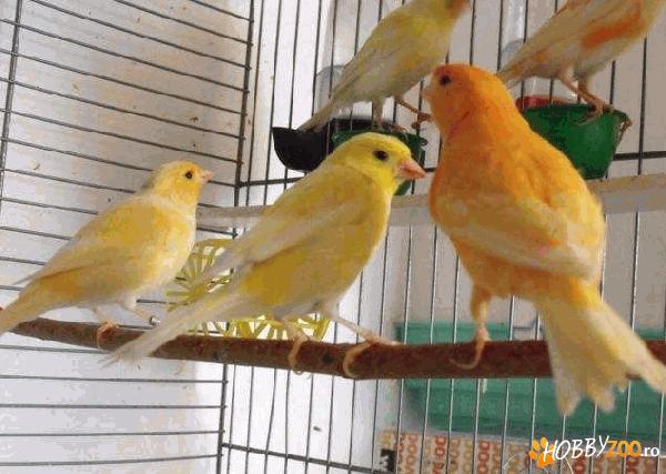 canari foarte  bun la pret  