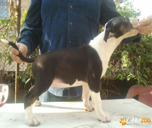 Vand pui bullterrier