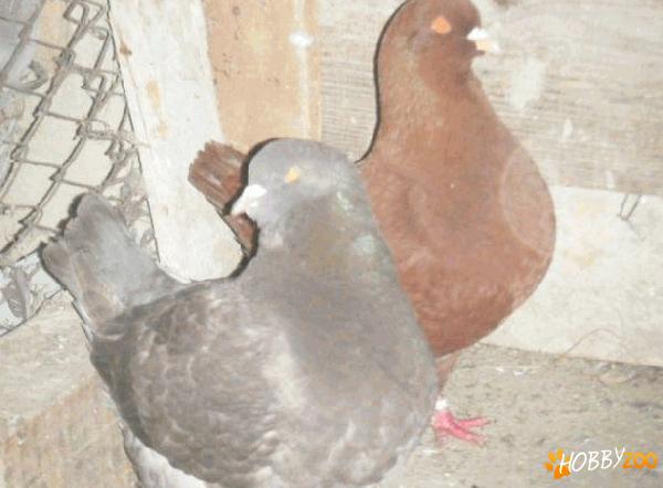 porumbei kingi de italia 