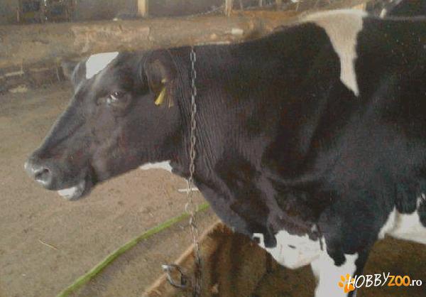 Vaci Holstein cu pedigree gestante