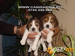 Vand pui Beagle tricolori