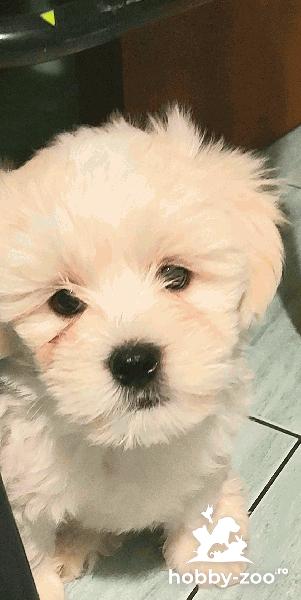 Vand bichon maltez Bacau