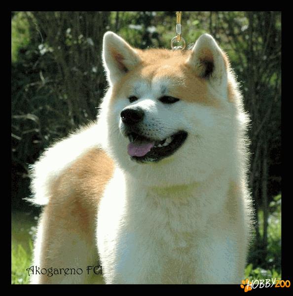 Akita Akogareno Kennel
