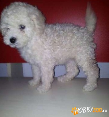 Vand pui caniche pudel, alb