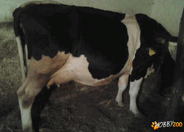 Vand vaca Holstein de 5 ani