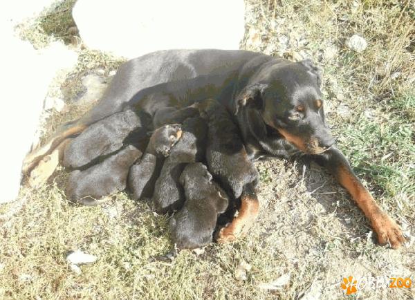 pui rottweiler codita taiata