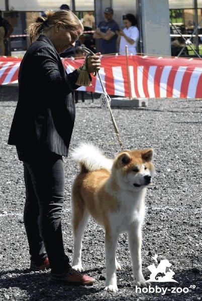 Cățeluș Akita japonez