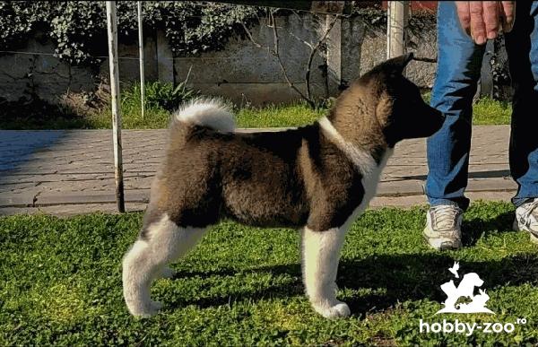 Akita american catelusi de vanzare