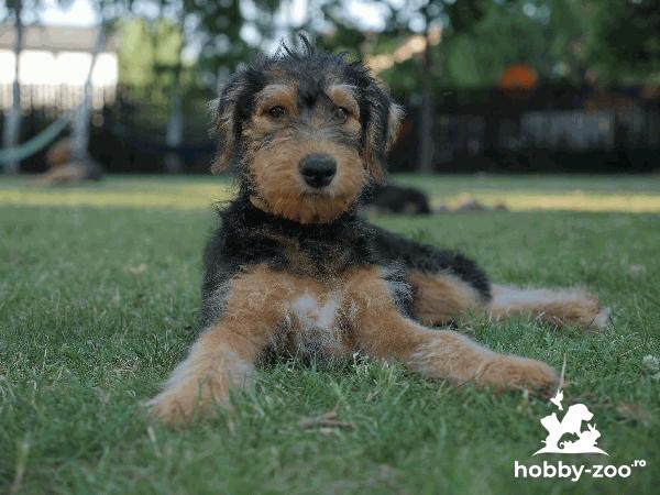 Pui Airedale Terrier cu Pedigree