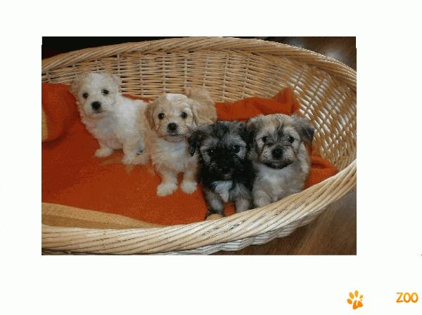 De vanzare pui Bichon Havanese