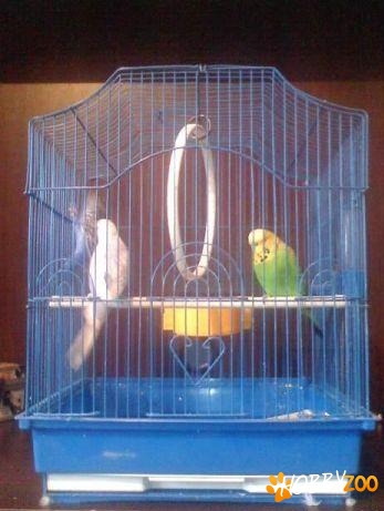 papagali perusi de vanzare