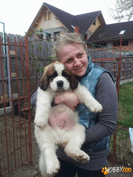 pui Saint Bernard 7 sapt