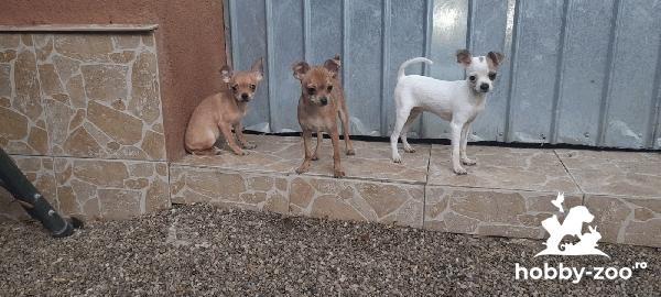 Chihuahua talie mica