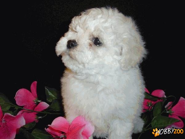BICHON BOLOGNESE Suerb