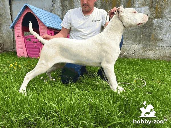 Female Dogo Argentino