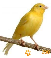 vand canari de cantec