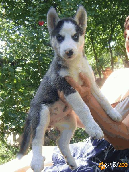 Vand Husky Siberian