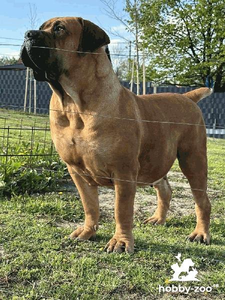 Mastiff Sud-African – Câini Boerboel