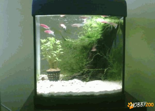 acvariu original Aqua One
