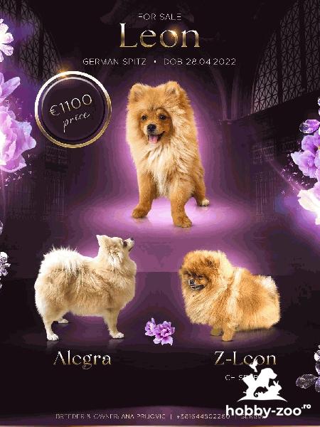 Spitz pomeranian băiat