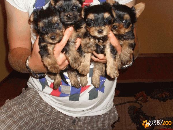 yorkshire terrier toy