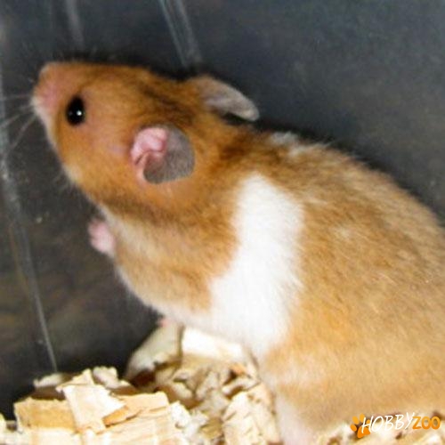 Hamsteri de vanzare 