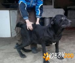 femela metis cane corso cu mastino 