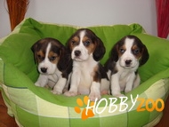 Catelusi Beagle tricolori
