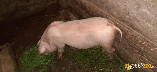 Vând porc de 16 săptămâni