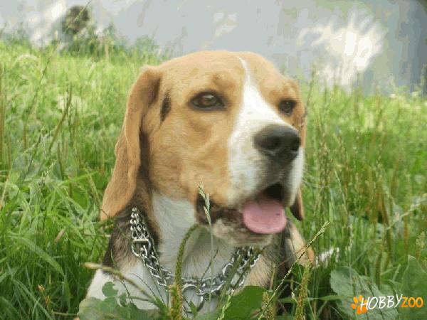 putem trai fara BEAGLE,dar ce rost 