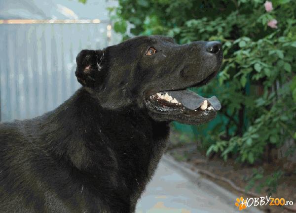 Adoptie Tano, metis Shar-Pei