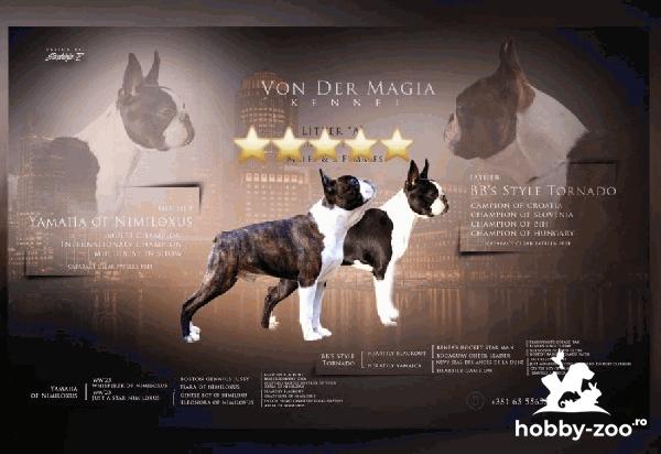 Boston Terrier catelusi de vanzare