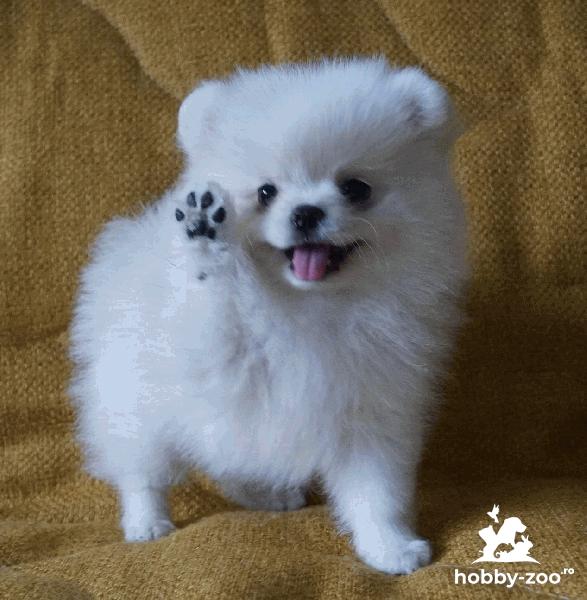 Pui pomeranian super mini