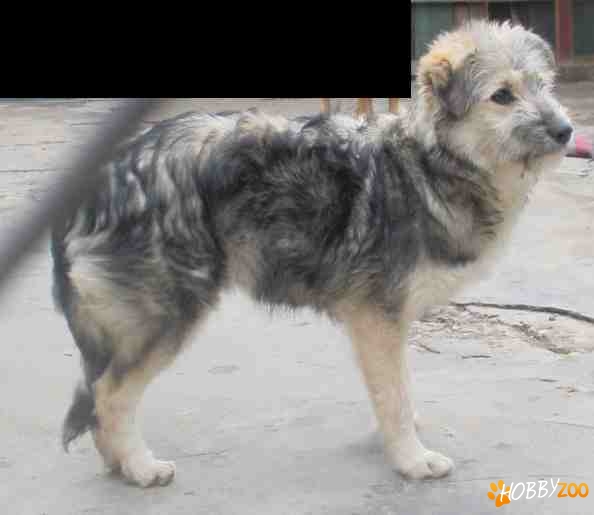 Metis CIOBANESC CARPATIN adoptie