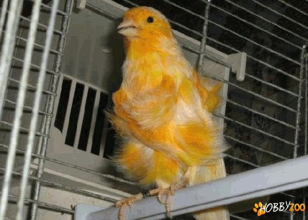  pereche  canari  frizati 