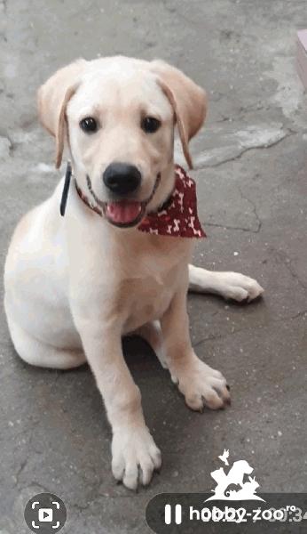  Vand labrador retriever