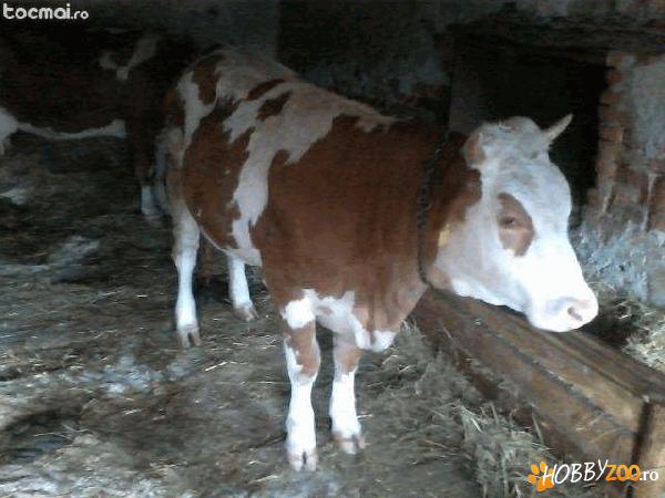 baltata romaneasca montata