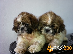 Shih-Tzu de vanzare 