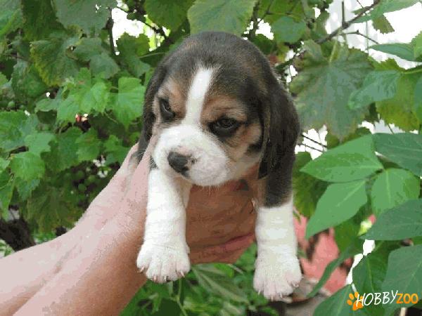beagle tricolori vaccinati
