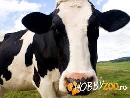 Vaca de lapte alb negru